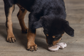 BZ PUPPY RUB DENTAL FOPSPEEN RZE 9,5 - afbeelding 2