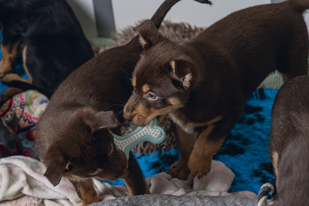 BZ RUB DENTAL BOT PUPPY GRN 10 - afbeelding 3