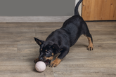 BZ RUBBER SPEELBAL PUPPY RZE 6 - afbeelding 2