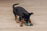 BZ SUMO MINI PLAY PUPPY XS GRN 7 - afbeelding 3