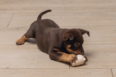 BZ SUMO MINI PLAY PUPPY XS ROZE 7 - afbeelding 4