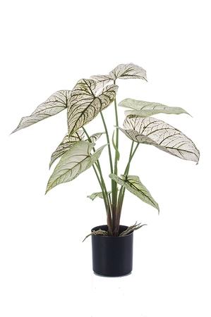 Caladium green/white 60cm/9lvs