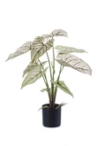 Caladium green/white 60cm/9lvs