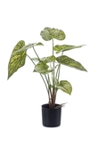 Caladium green/yellow 60cm/9lvs