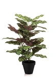 Calathea bush 65cm in pot