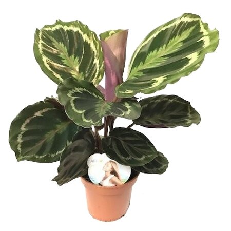 Calathea 'Medallion'