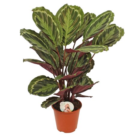 Calathea 'Medallion'