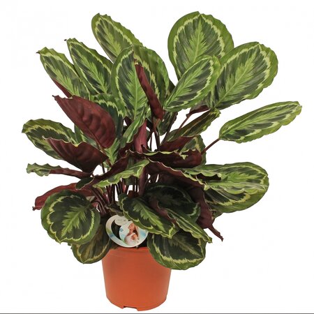 Calathea 'Medallion'