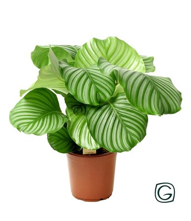 Calathea Orbifolia