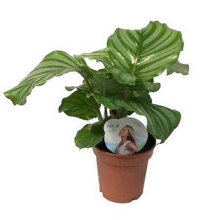 Calathea orbifolia