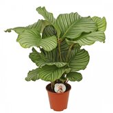 Calathea orbifolia