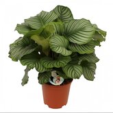 Calathea orbifolia