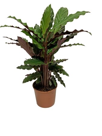 Calathea rufibarba