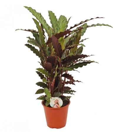 Calathea rufibarba