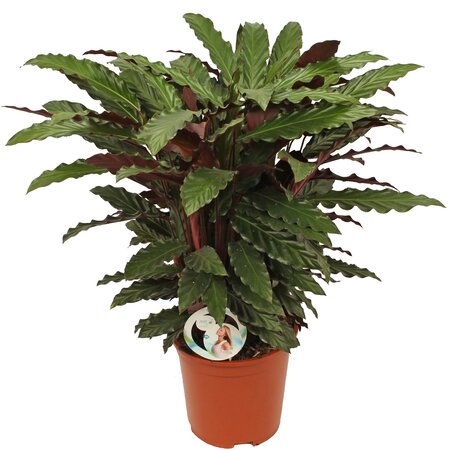 Calathea rufibarba