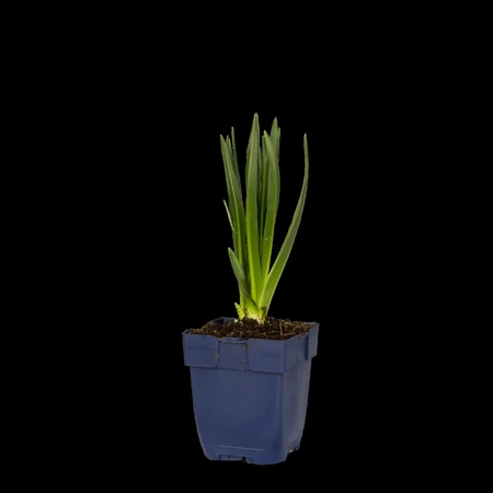 Camassia leichtlinii 'Caerulea' - afbeelding 1