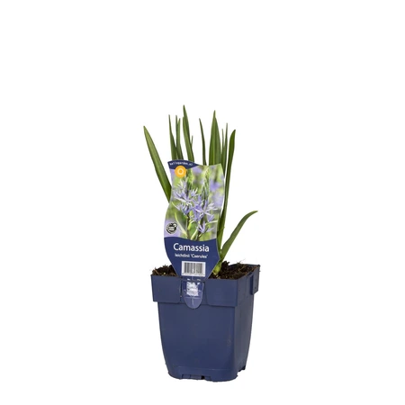 Camassia leichtlinii 'Caerulea' - afbeelding 1