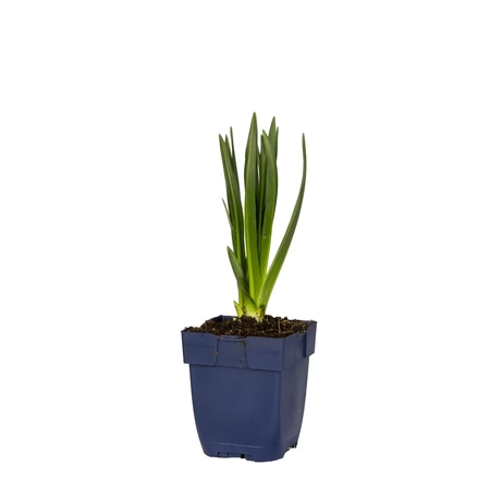 Camassia leichtlinii 'Caerulea' - afbeelding 2