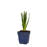 Camassia leichtlinii 'Caerulea' - afbeelding 2