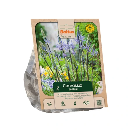 Camassia leichtlinii per 2