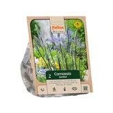 Camassia leichtlinii per 2