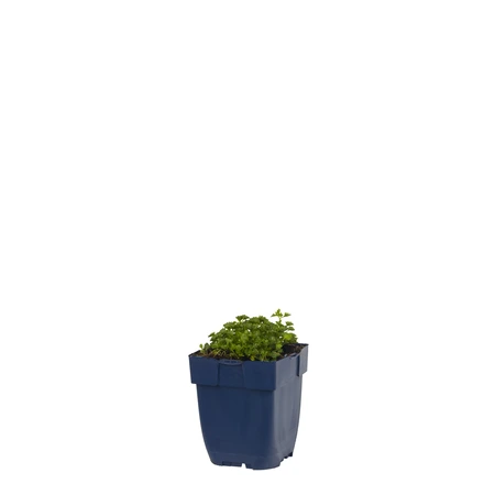 Campanula portenschlagiana - afbeelding 1