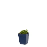 Campanula portenschlagiana