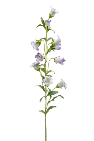Campanula spray lt purple 88cm