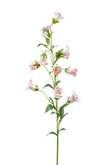 Campanula spray pink 88cm