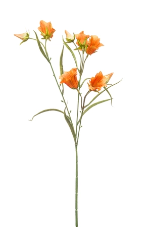 Campanula Tak Zijde - 65cm Oranje x3