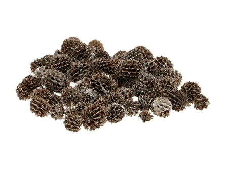 Casuarina Pods 40g Wit