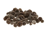 Casuarina Pods 40g Wit
