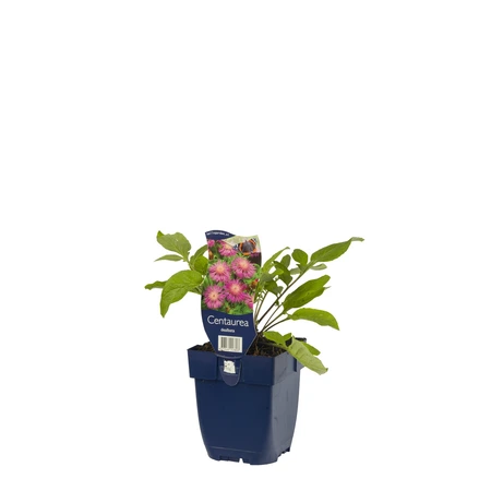 Centaurea dealbata - afbeelding 2