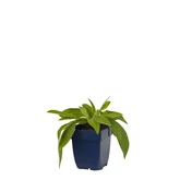 Centaurea montana 'Grandiflora'