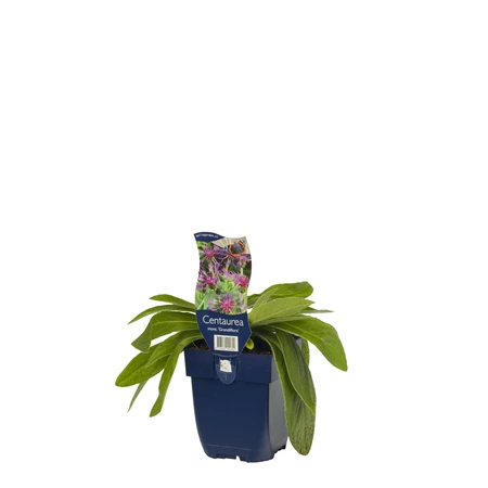 Centaurea montana 'Grandiflora' - afbeelding 2