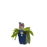 Centaurea montana 'Grandiflora' - afbeelding 2