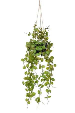 Ceropegia hanging bush 50cm in pot - afbeelding 1