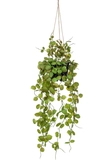 Ceropegia hanging bush 50cm in pot - afbeelding 1