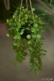 Ceropegia hanging bush 50cm in pot - afbeelding 2