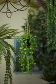 Ceropegia hanging bush 50cm in pot - afbeelding 3