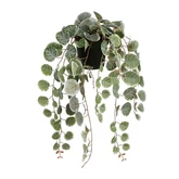 Ceropegia woodii hangend in pot groen bont - l46xb12xh10cm