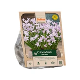 Chionodoxa lucilae Rosy Queen per 20