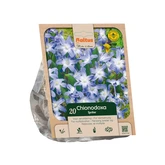 Chionodoxa luciliae per 20