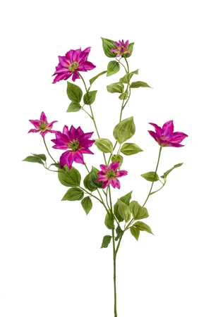 Clematis spray fuchsia 110cm
