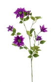 Clematis spray purple 110cm