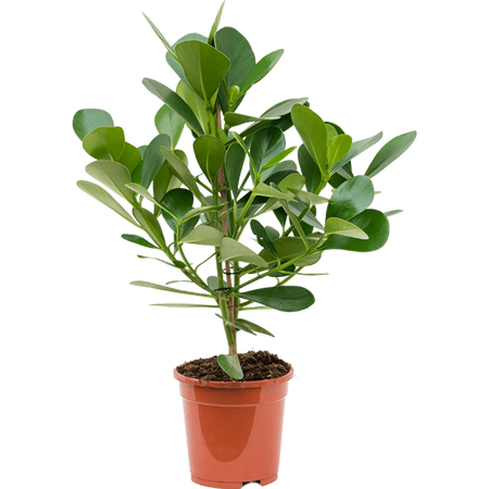 Clusia Rosea Princes