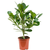 Clusia Rosea Princes