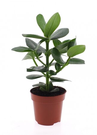 Clusia rosea Princess