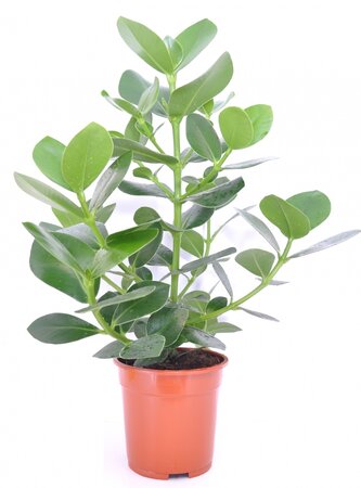 Clusia rosea Princess