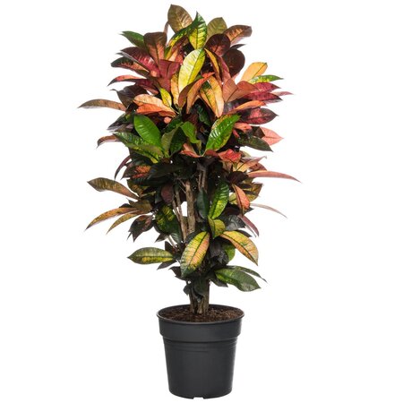 Codiaeum kl Mrs Iceton